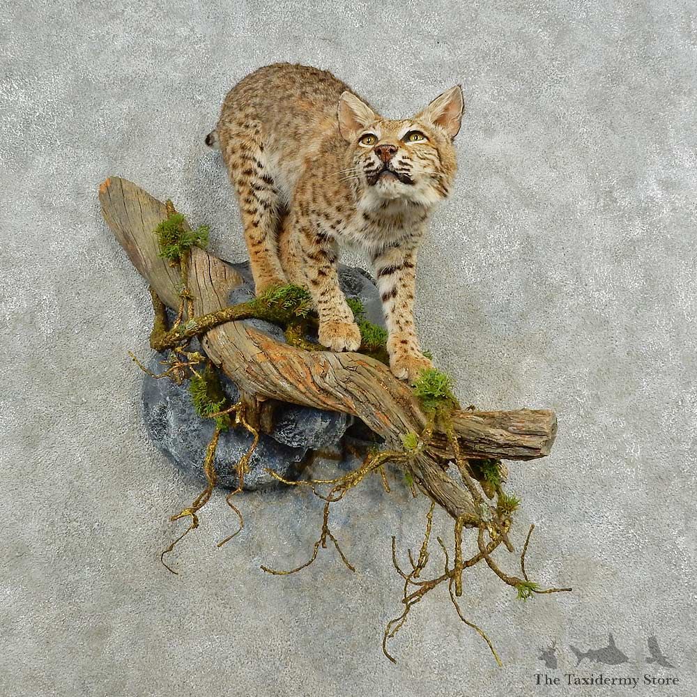 Bobcat Life-Size Mount For Sale #16576 @ The Taxidermy Store