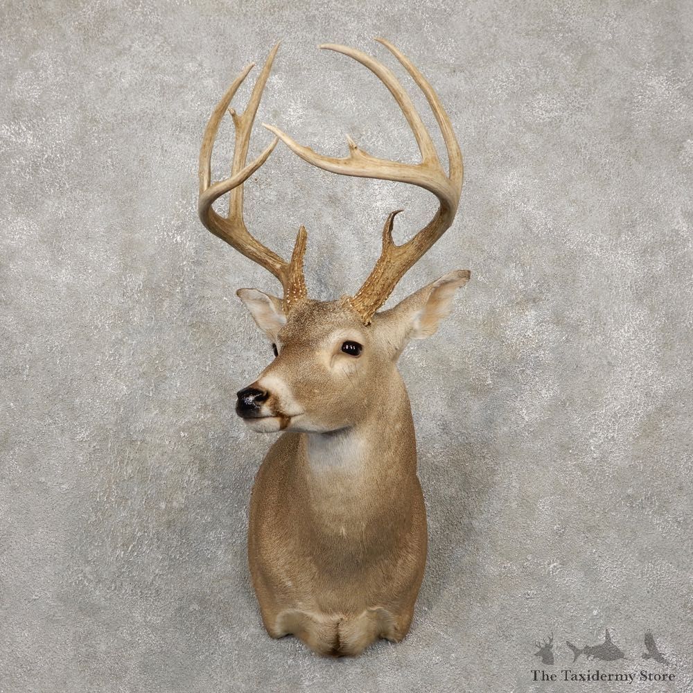 Whitetail Deer Taxidermy Shoulder Mount For Sale #20419 @ The Taxidermy Store