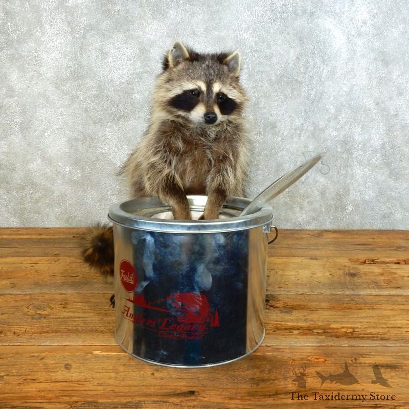 Raccoon Life-Size Mount For Sale #18497 @ The Taxidermy Store