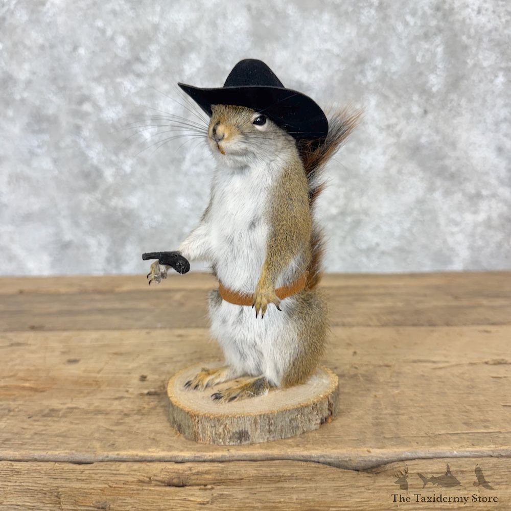 Cowboy Squirrel Novelty Mount For Sale #30213 @ The Taxidermy Store