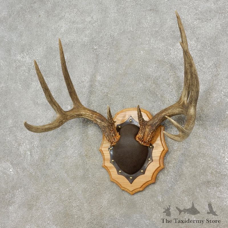 Whitetail Deer Antler Plaque Mount For Sale #17311 @ The Taxidermy Store