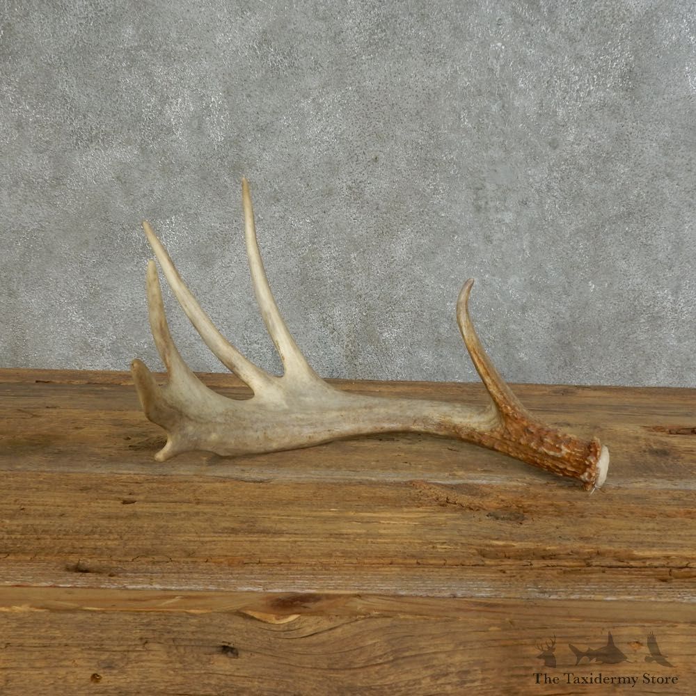 Whitetail Deer Antler Shed For Sale #16150 @ The Taxidermy Store