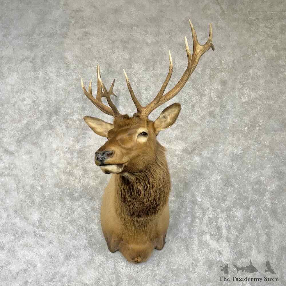 Rocky Mountain Elk Shoulder Mount For Sale #30369 @ The Taxidermy Store