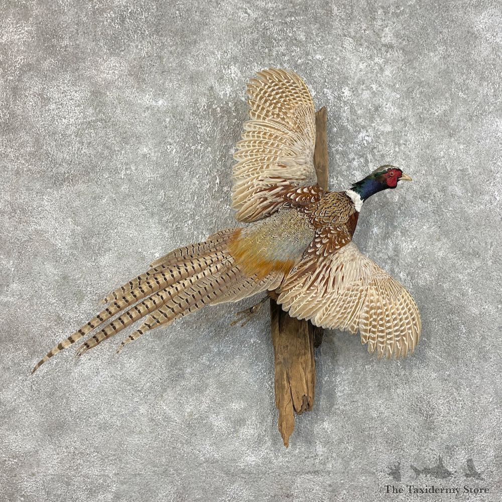 Ringneck Pheasant Bird Mount For Sale #25753 @ The Taxidermy Store