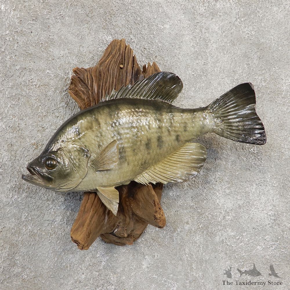 Black Crappie Taxidermy Fish Mount #20924 For Sale @ The Taxidermy Store