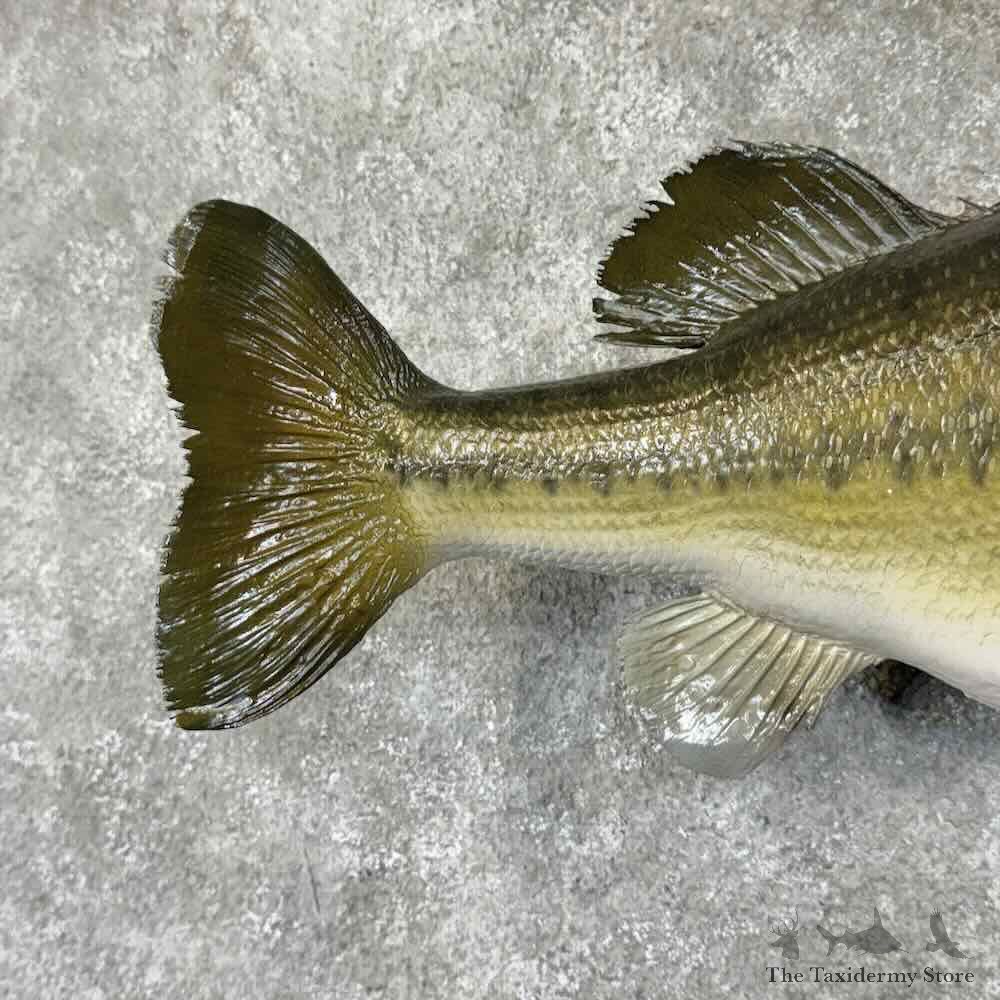 Largemouth Bass Fish Mount For Sale #30879 @ The Taxidermy Store