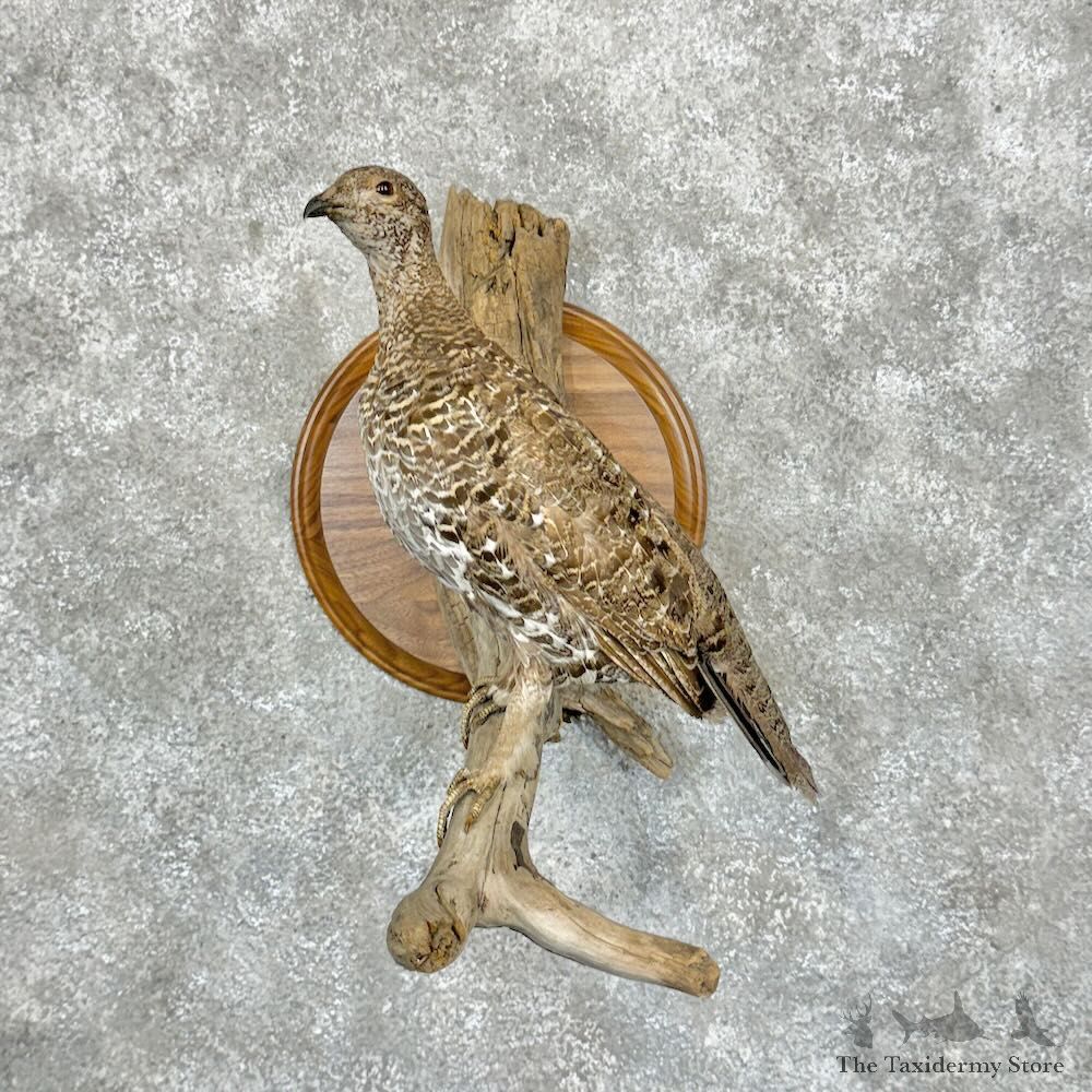 Sooty Grouse Hen Mount For Sale #29072 @ The Taxidermy Store