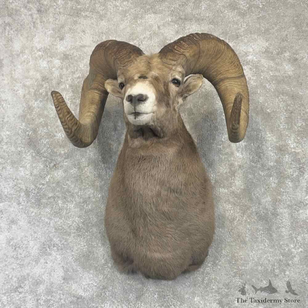 Rocky Mountain Bighorn Sheep Shoulder Mount For Sale #32247 @ The Taxidermy Store