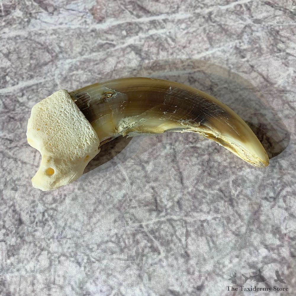 Grizzly Bear Claw For Sale #21895 @ The Taxidermy Store