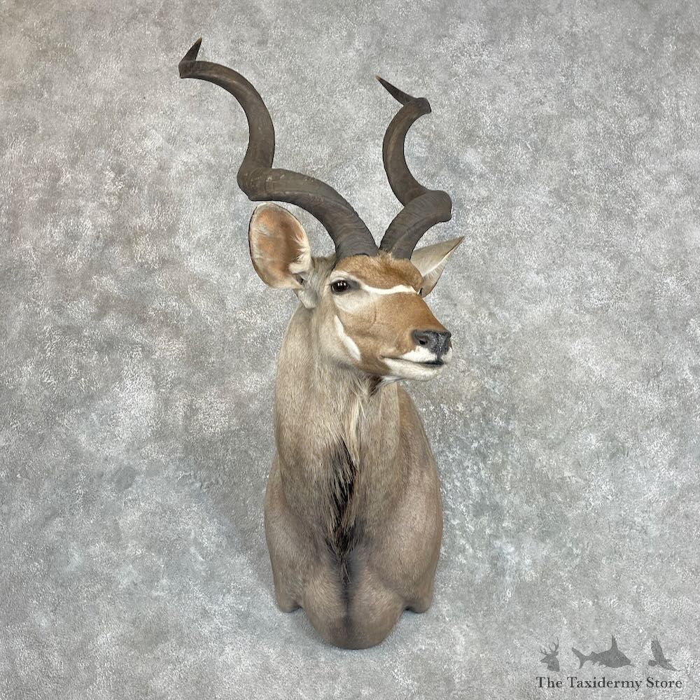 Greater Kudu Shoulder Mount For Sale #27298 @ The Taxidermy Store