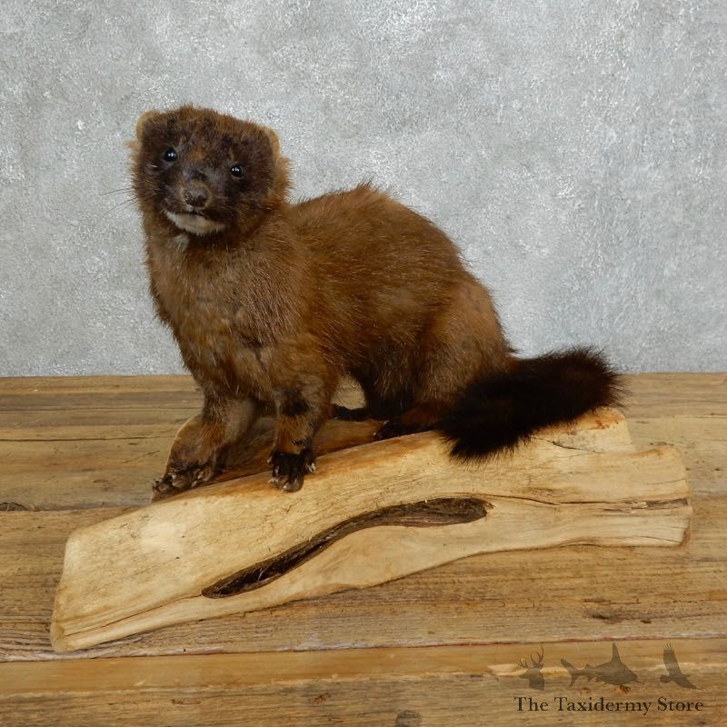 Mink Life-Size Taxidermy Mount For Sale #18267 @ The Taxidermy Store