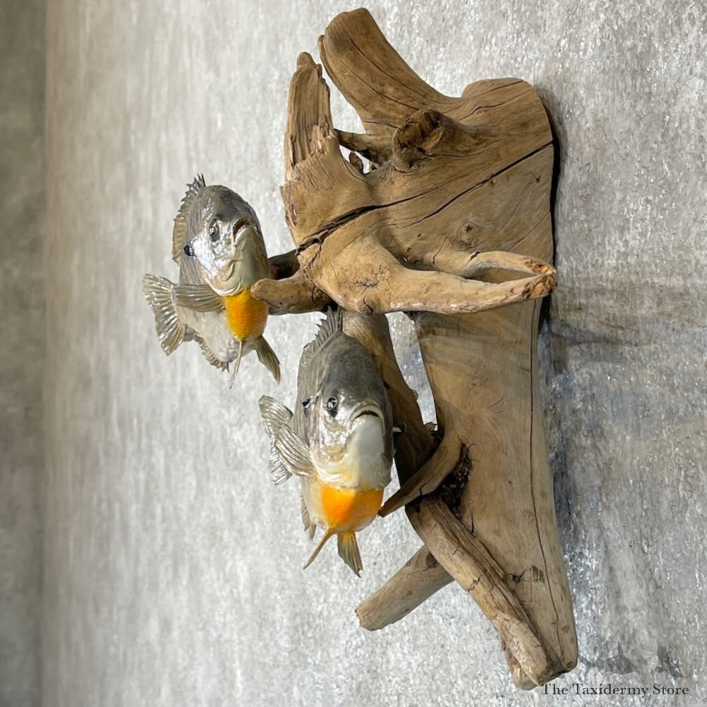 Bluegill Pair Fish Mount For Sale #28312 @ The Taxidermy Store