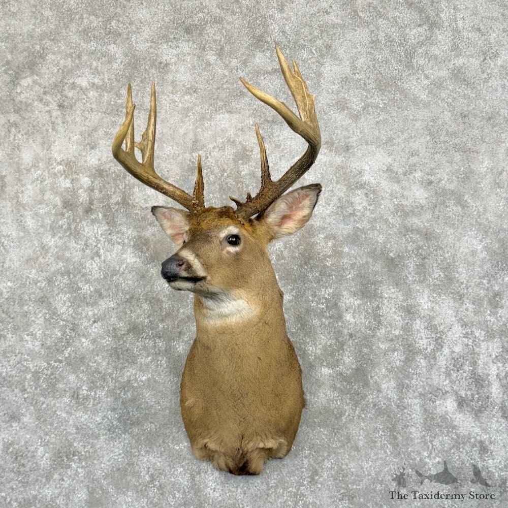Whitetail Deer Shoulder Mount For Sale #29048 @ The Taxidermy Store
