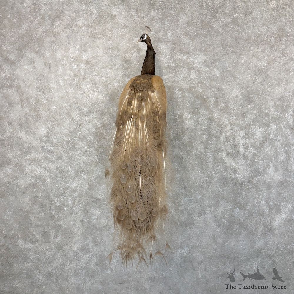 Grey Peacock Bird Mount For Sale #30048 @ The Taxidermy Store
