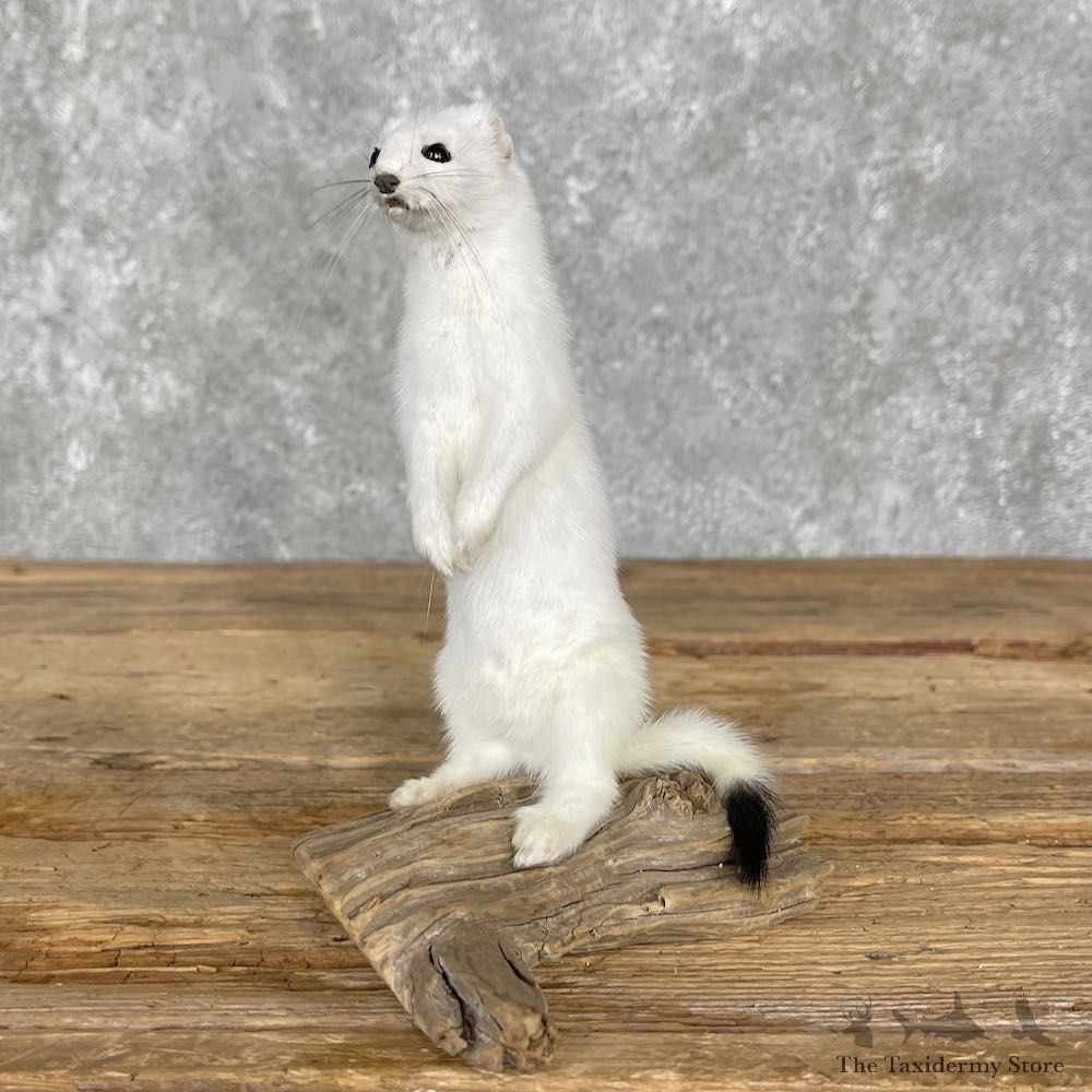 Ermine Life-Size Taxidermy Mount For Sale #25516 - The Taxidermy Store