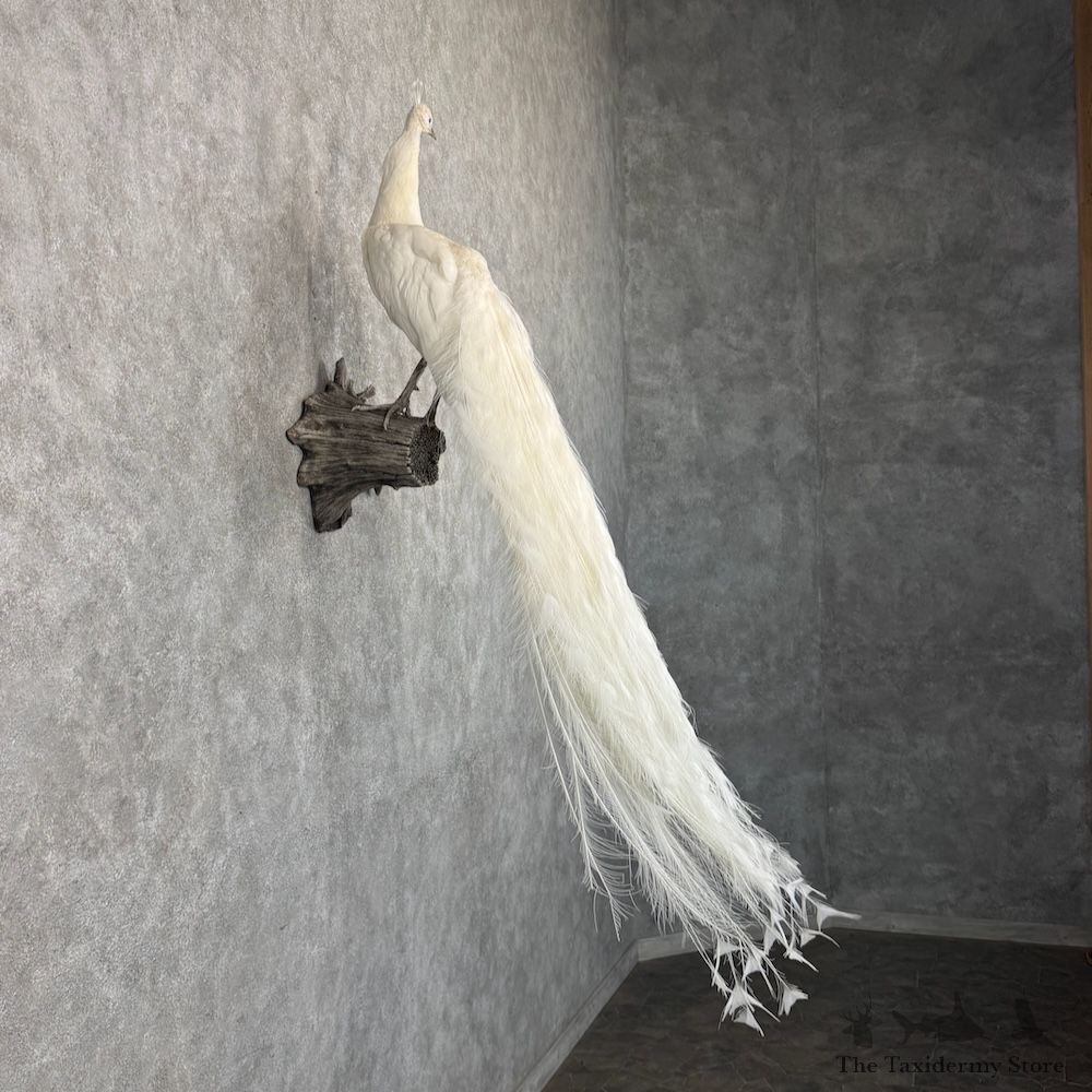 White Peacock Bird Mount For Sale #30047 @ The Taxidermy Store