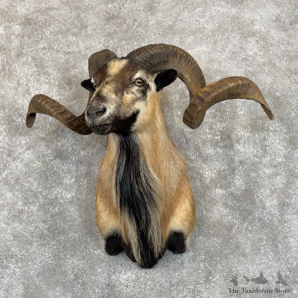 Corsican Ram Shoulder Mount For Sale #29863 @ The Taxidermy Store