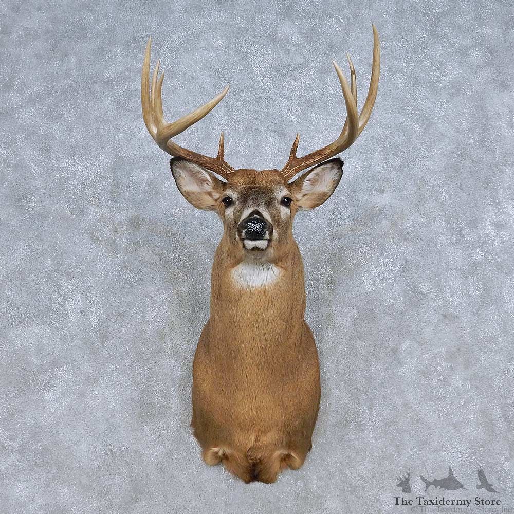 Whitetail Deer Shoulder Mount For Sale #14809 @ The Taxidermy Store