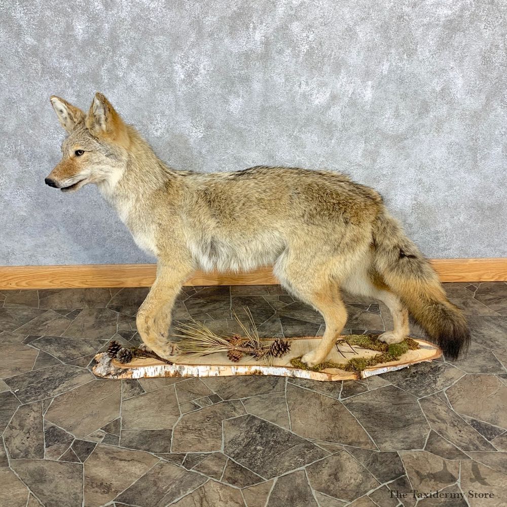 Coyote Life Size Mount #23221 For Sale @ The Taxidermy Store