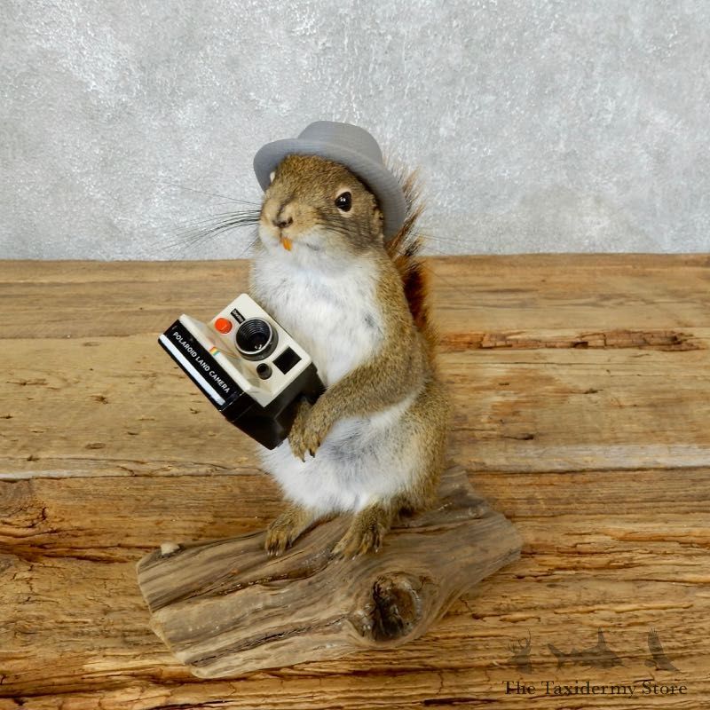 Hipster Squirrel Novelty Mount For Sale #18360 @ The Taxidermy Store