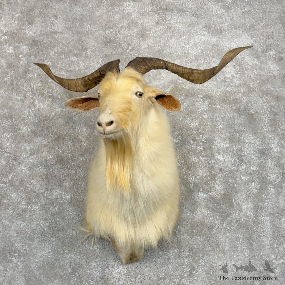 Catalina Goat Shoulder Mount For Sale #29872 @ The Taxidermy Store