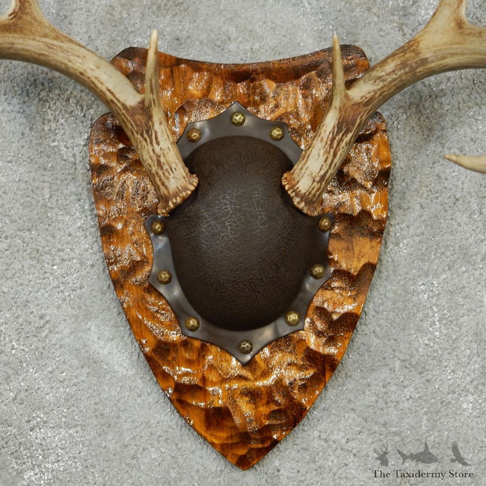 Whitetail Deer Antler Plaque Mount #13773 For Sale @ The Taxidermy Store