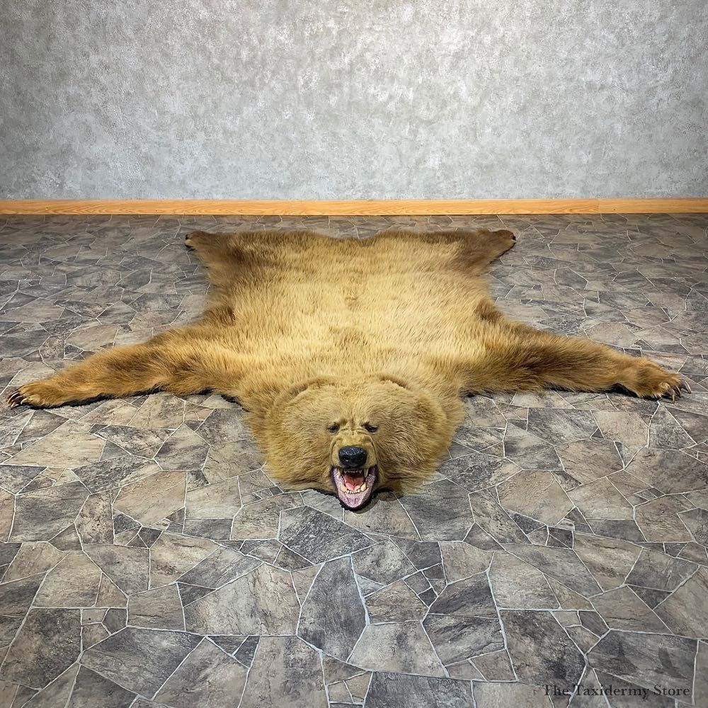 Grizzly Bear Taxidermy Rug Mount For Sale #21185 @ The Taxidermy Store