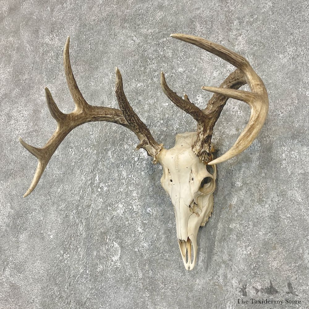 Whitetail Deer Skull European Mount For Sale #25902 @ The Taxidermy Store