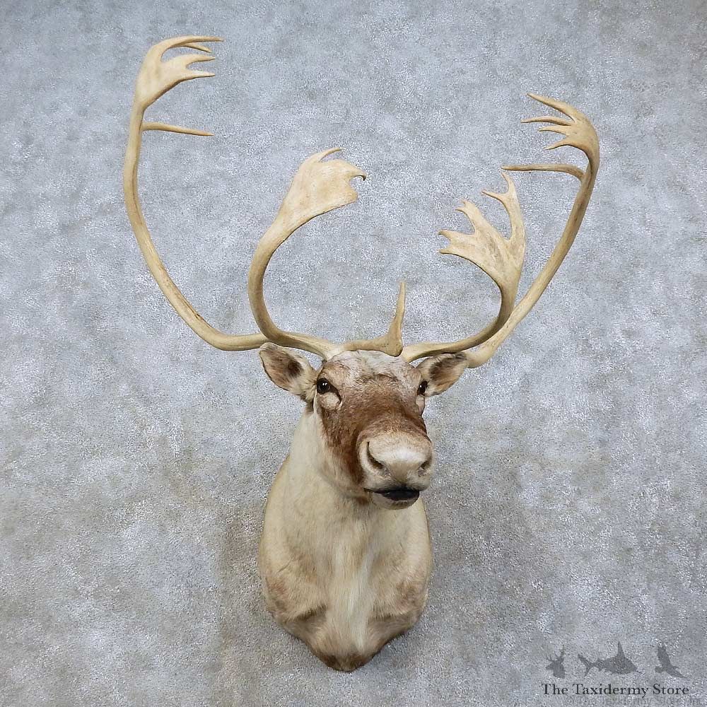 Quebec Labrador Caribou Shoulder Mount For Sale #15797 @ The Taxidermy Store