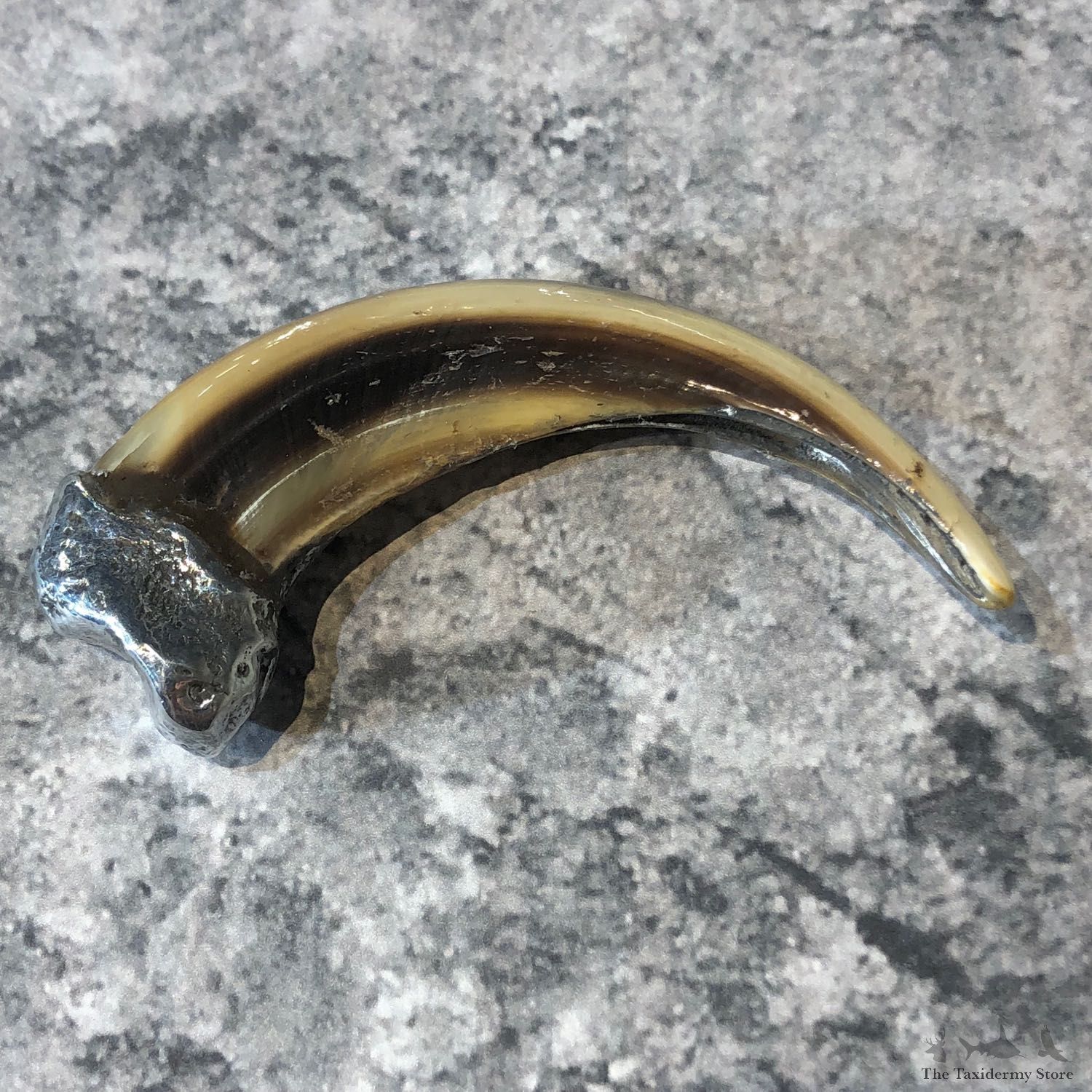 Grizzly Bear Claw For Sale #19621 @ The Taxidermy Store