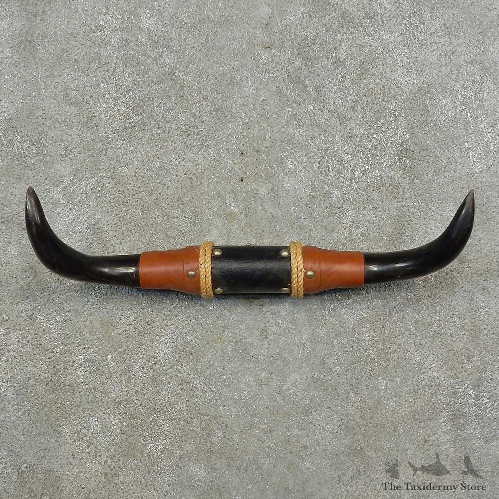 Longhorn Steer Horn Plaque For Sale #16769 @ The Taxidermy Store