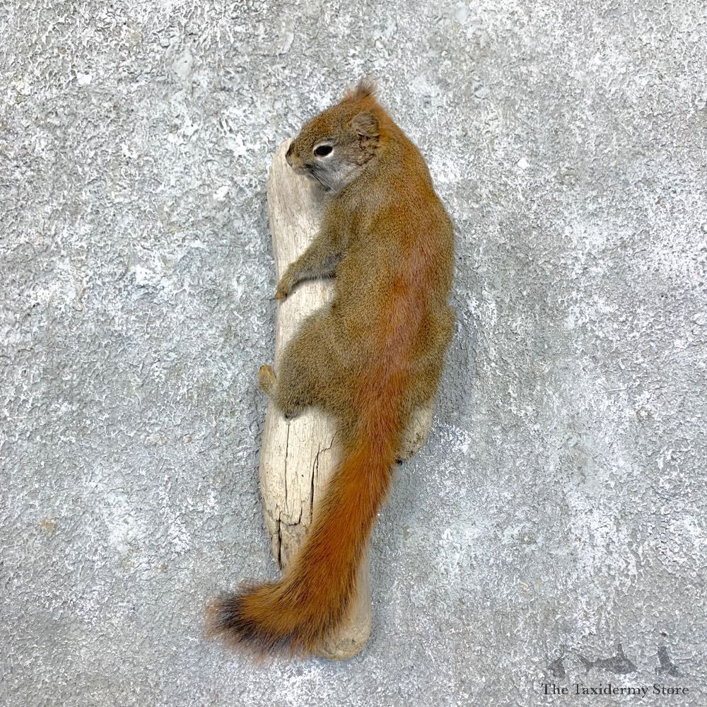 Red Squirrel Life-Size Mount For Sale #23580 @ The Taxidermy Store