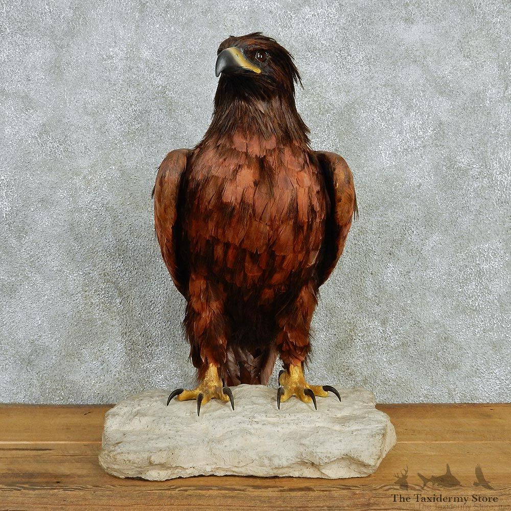 Reproduction Golden Eagle Bird Mount For Sale #12944 @ The Taxidermy Store