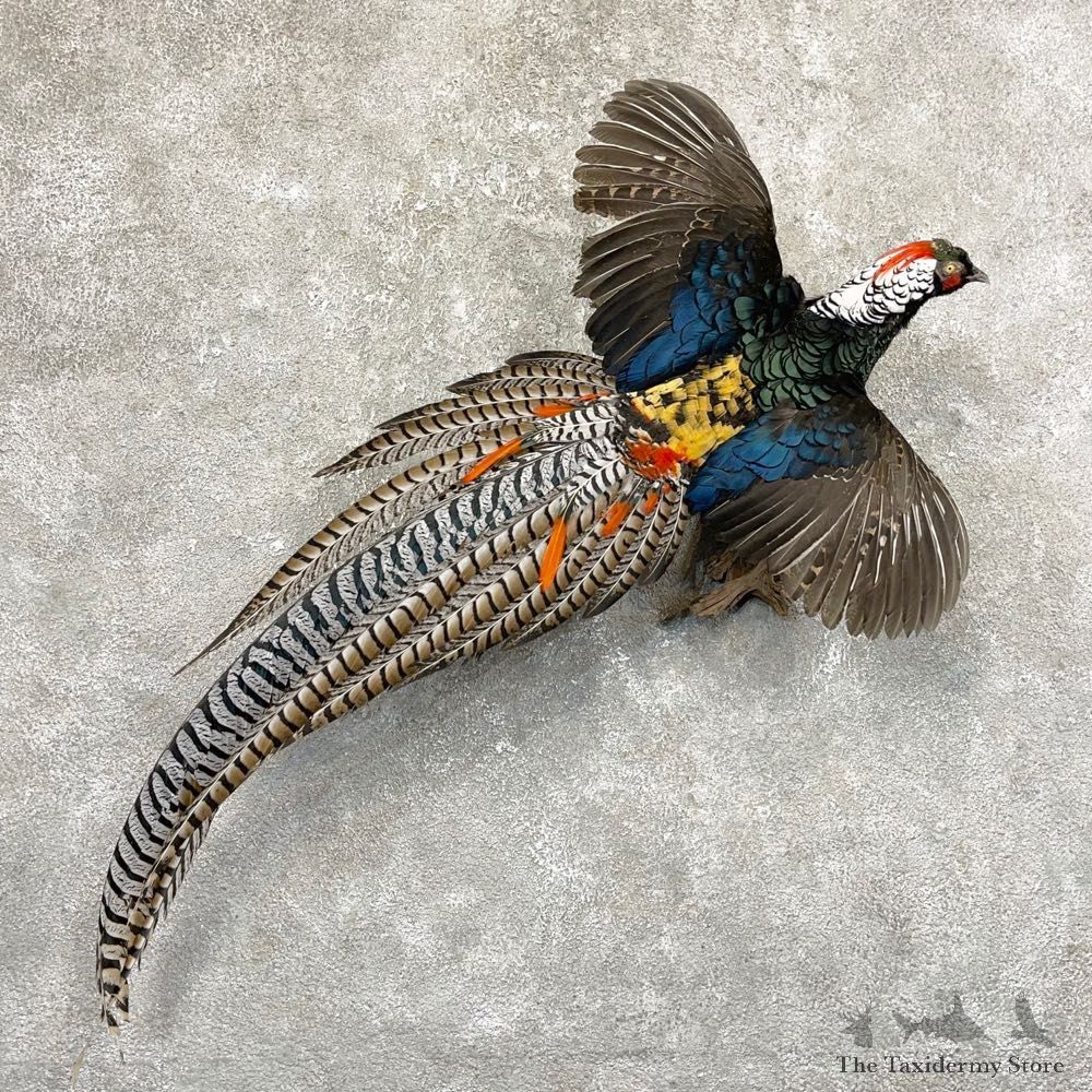 Lady Amherst Pheasant Taxidermy #24650 For Sale @ The Taxidermy Store