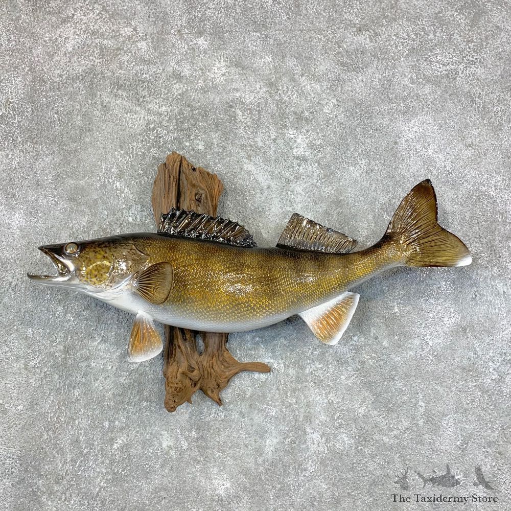 Reproduction Walleye Taxidermy Fish Mount #23384 For Sale @ The Taxidermy Store