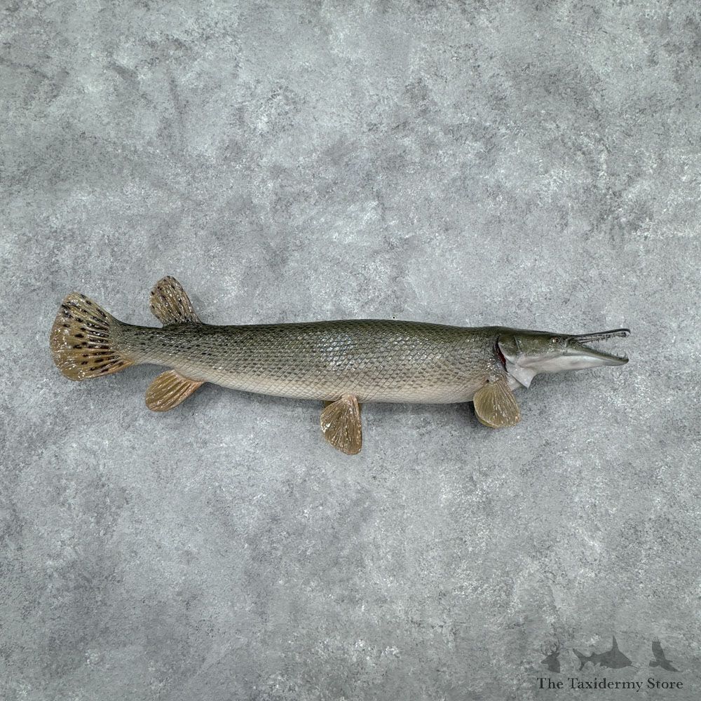 Alligator Gar Life Size Fish Mount For Sale #32431 @ The Taxidermy Store