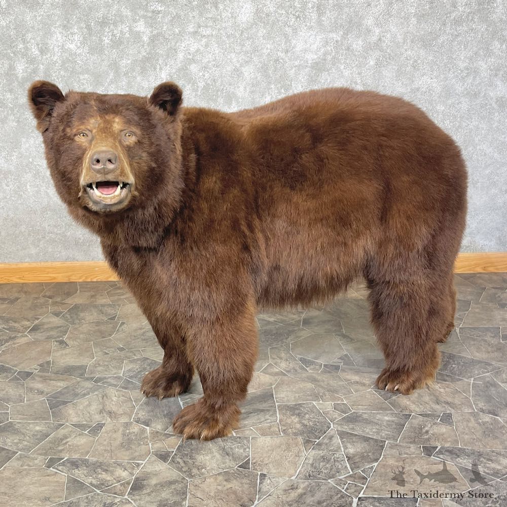 Cinnamon Phase Black Bear Life-Size Mount For Sale #25406 @ The Taxidermy Store