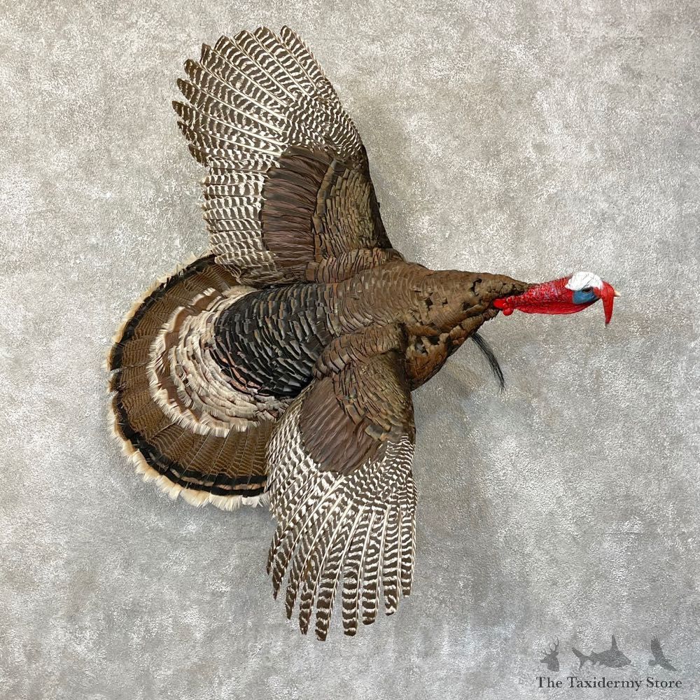 Merriam's Turkey Bird Mount For Sale #24757 @ The Taxidermy Store