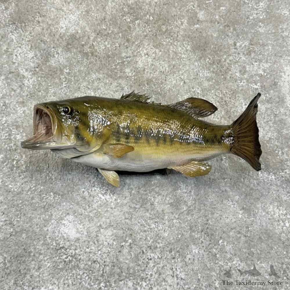 Largemouth Bass Fish Mount For Sale #30899 @ The Taxidermy Store
