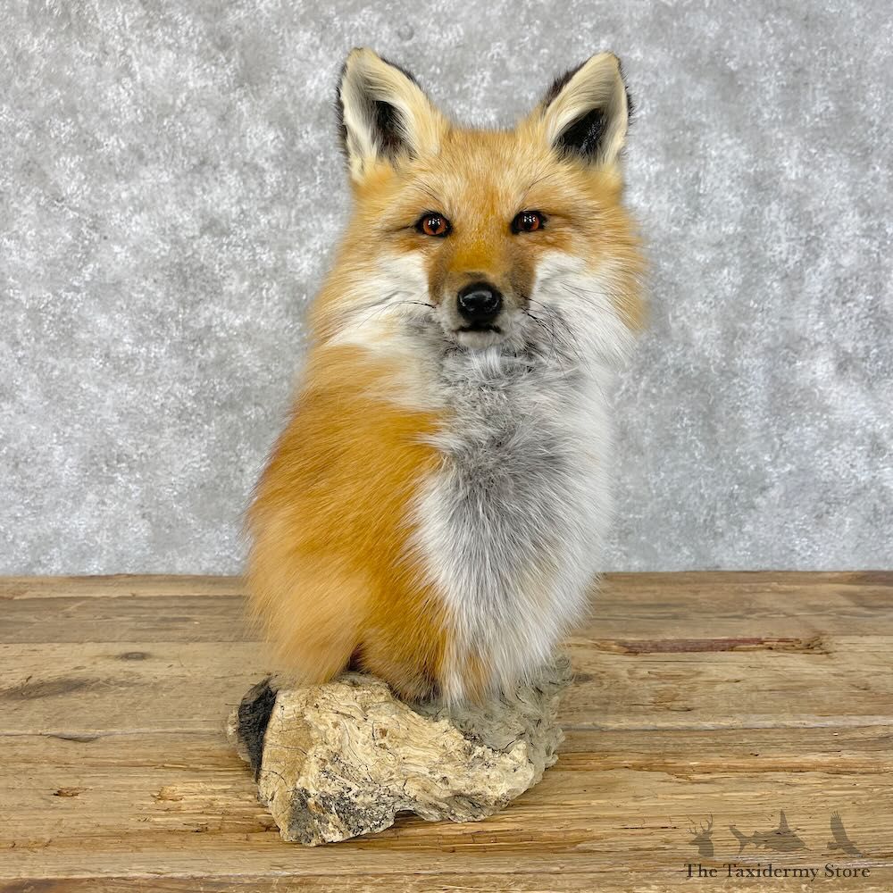 Red Fox Pedestal Mount For Sale #28415 @ The Taxidermy Store