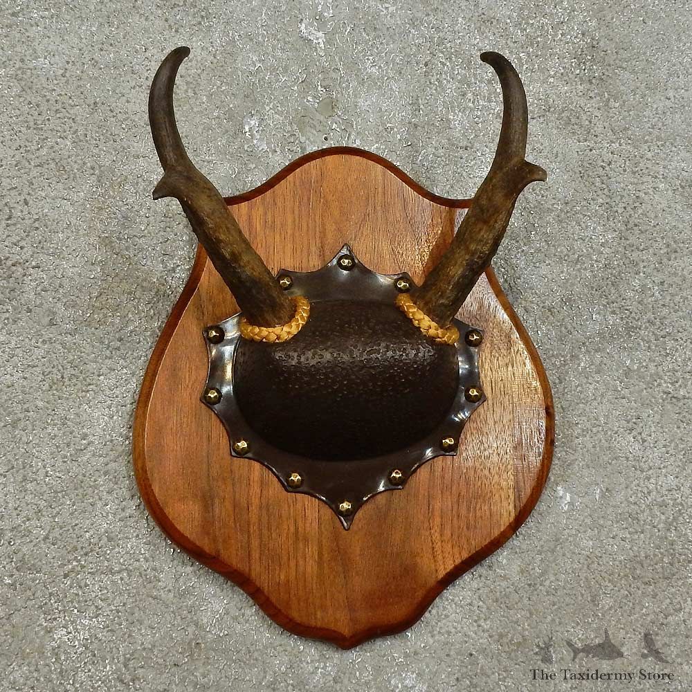 Pronghorn Antelope Horn Plaque For Sale #15940 @ The Taxidermy Store