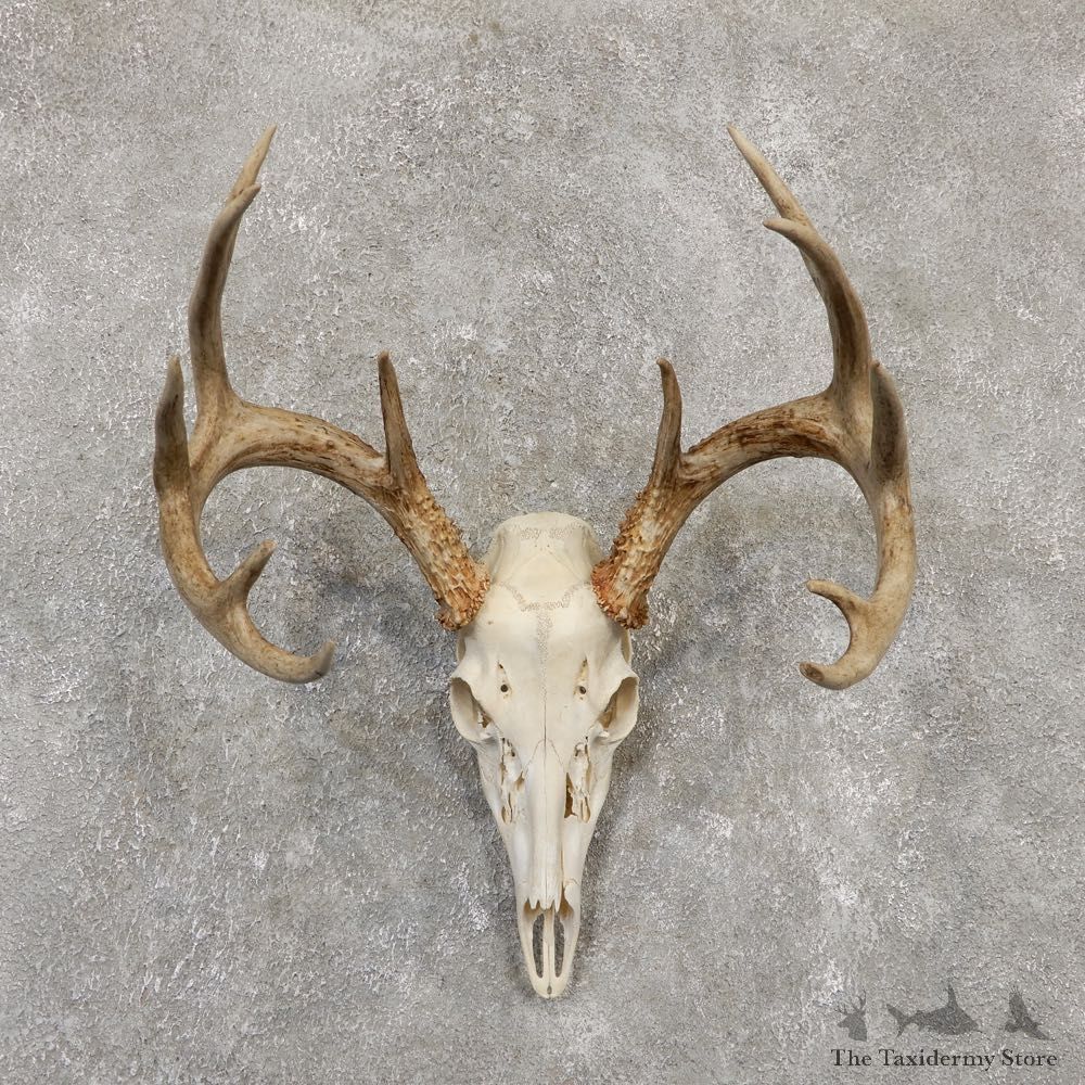 Whitetail Deer Skull European Mount For Sale #20163 @ The Taxidermy Store