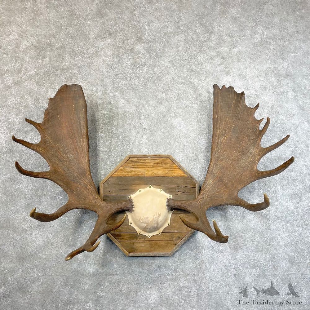 Alaskan Yukon Moose Antler Plaque For Sale #24633 @ The Taxidermy Store