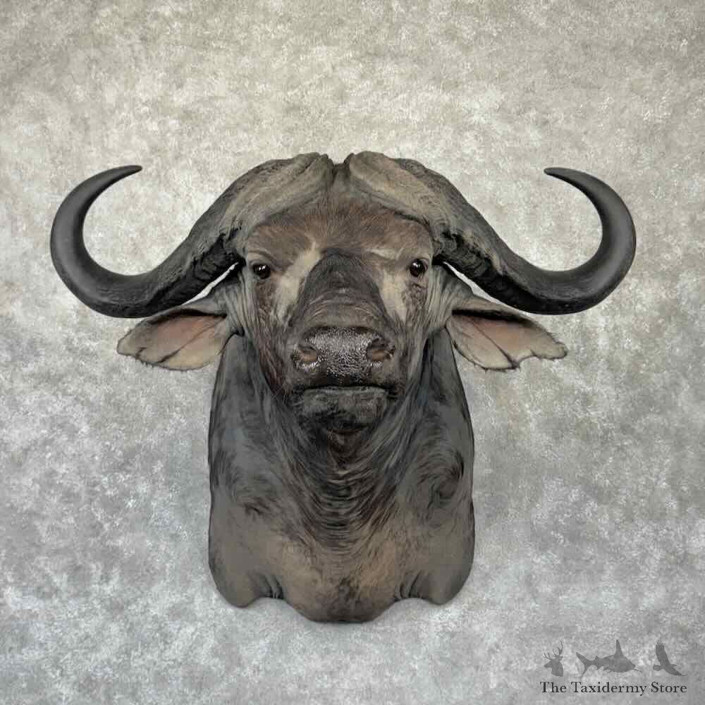 African Cape Buffalo Shoulder Mount For Sale #32335 @ The Taxidermy Store