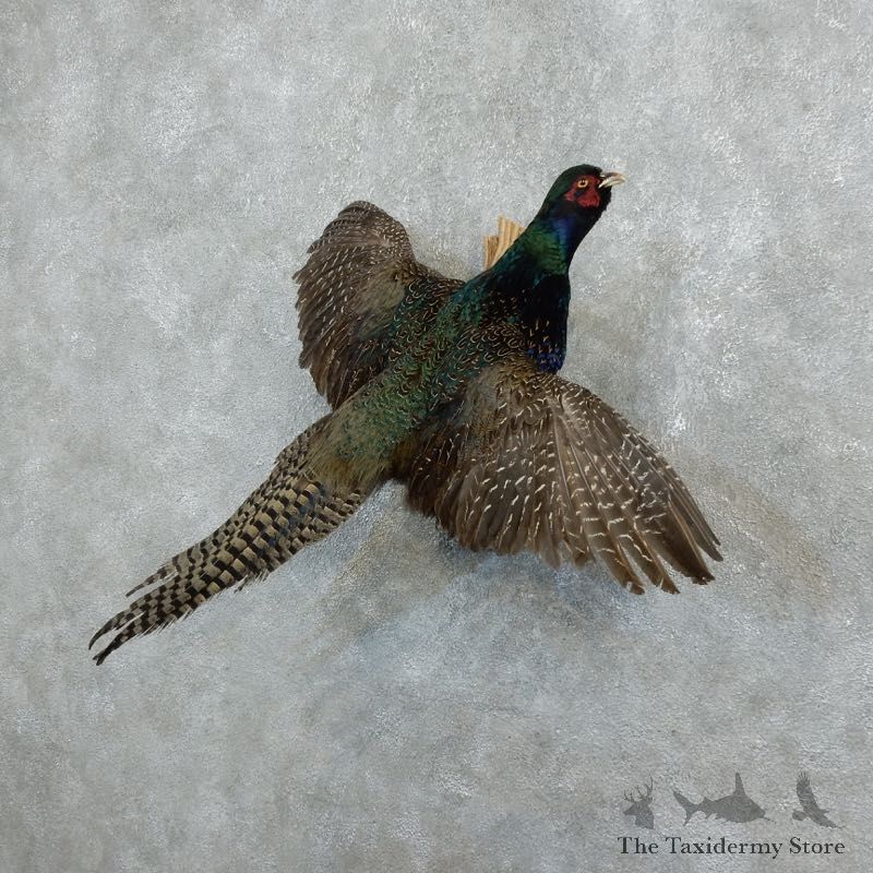 Green Pheasant Taxidermy Mount #18254 For Sale @ The Taxidermy Store