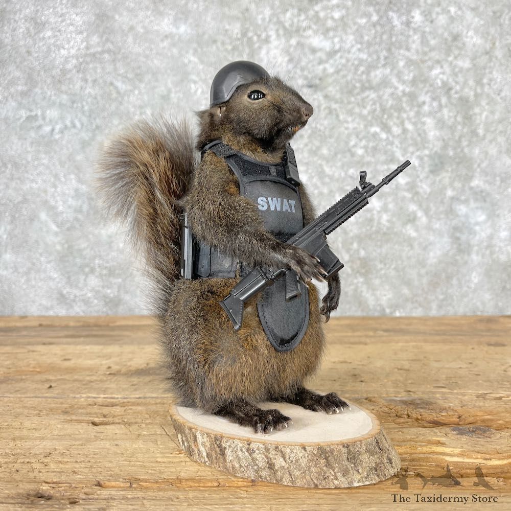 Tactical Swat Squirrel Novelty Mount For Sale #27023 - The Taxidermy Store
