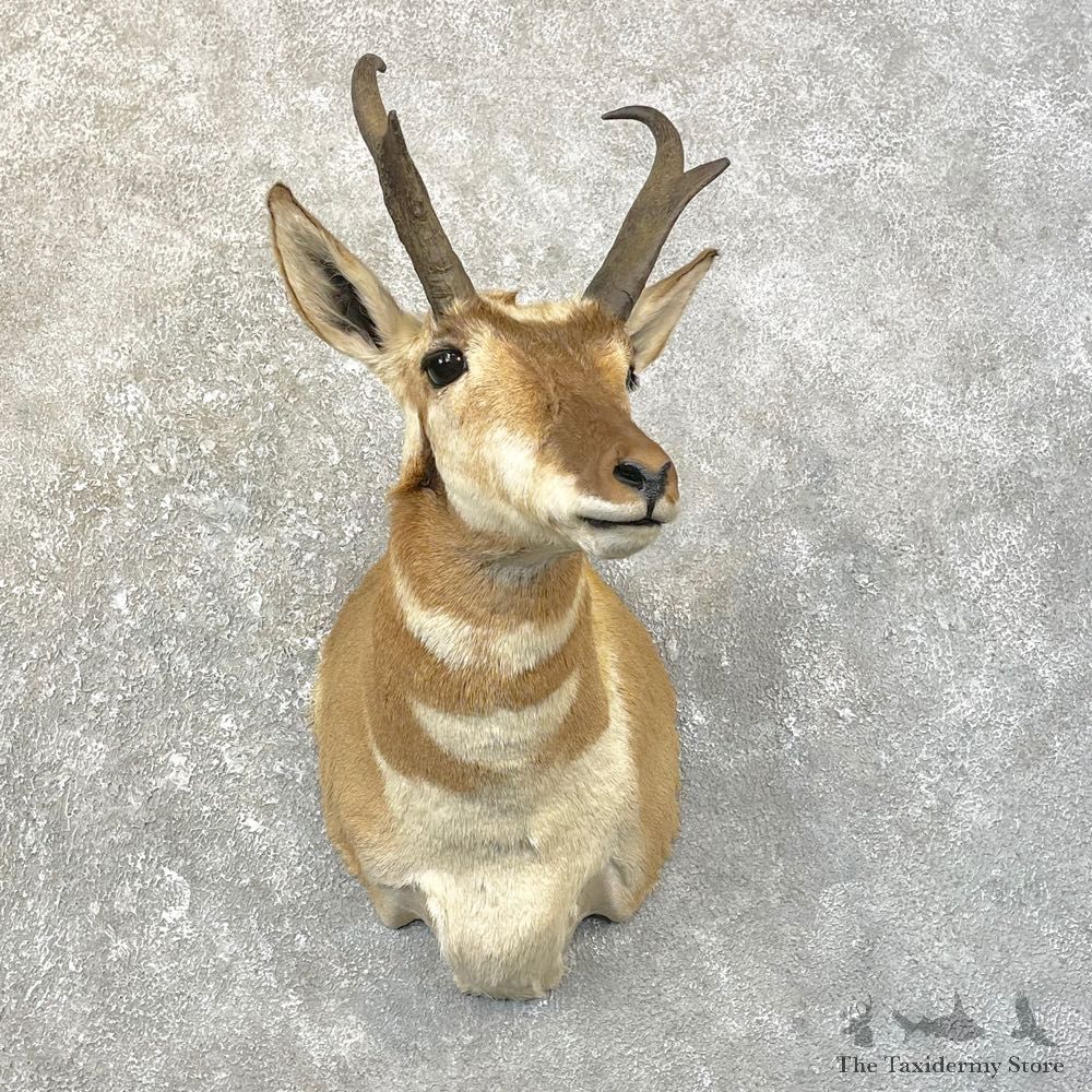 Pronghorn Antelope Shoulder Mount For Sale #25163 @ The Taxidermy Store