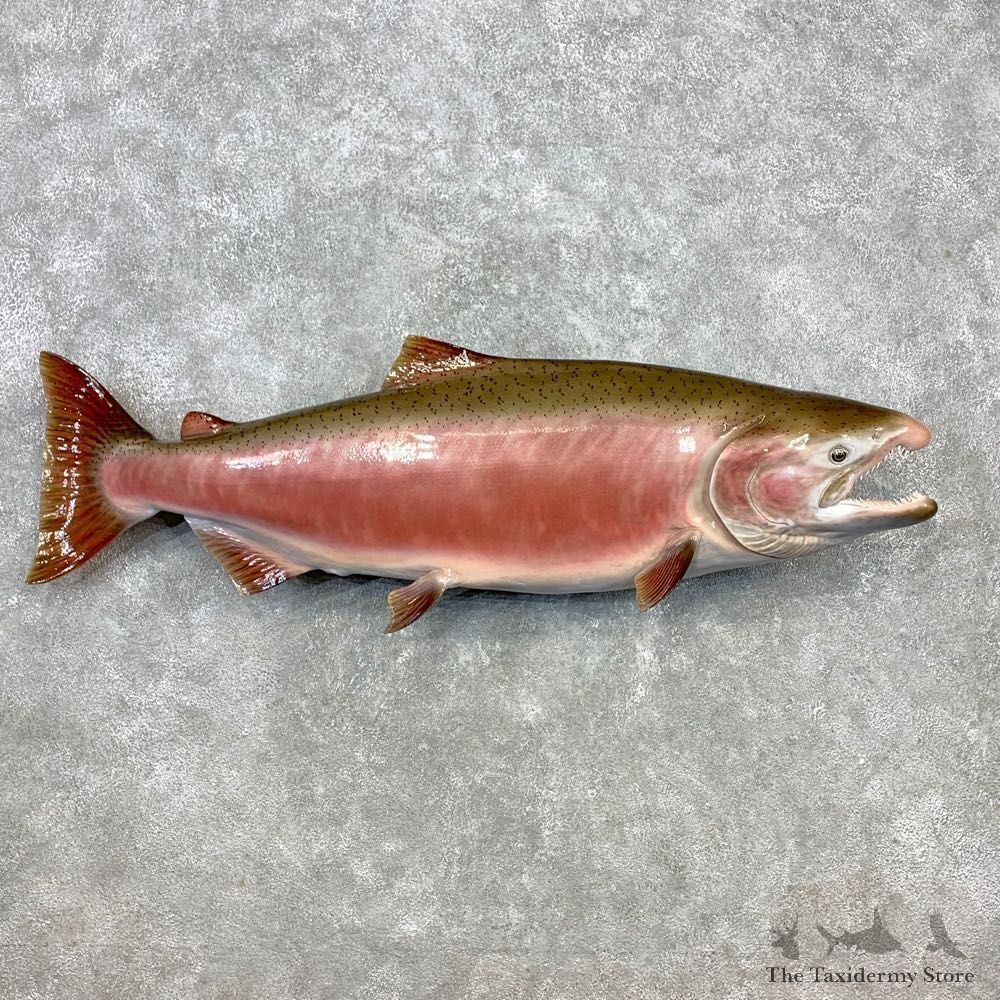 King Salmon Fish Mount For Sale #23273 @ The Taxidermy Store