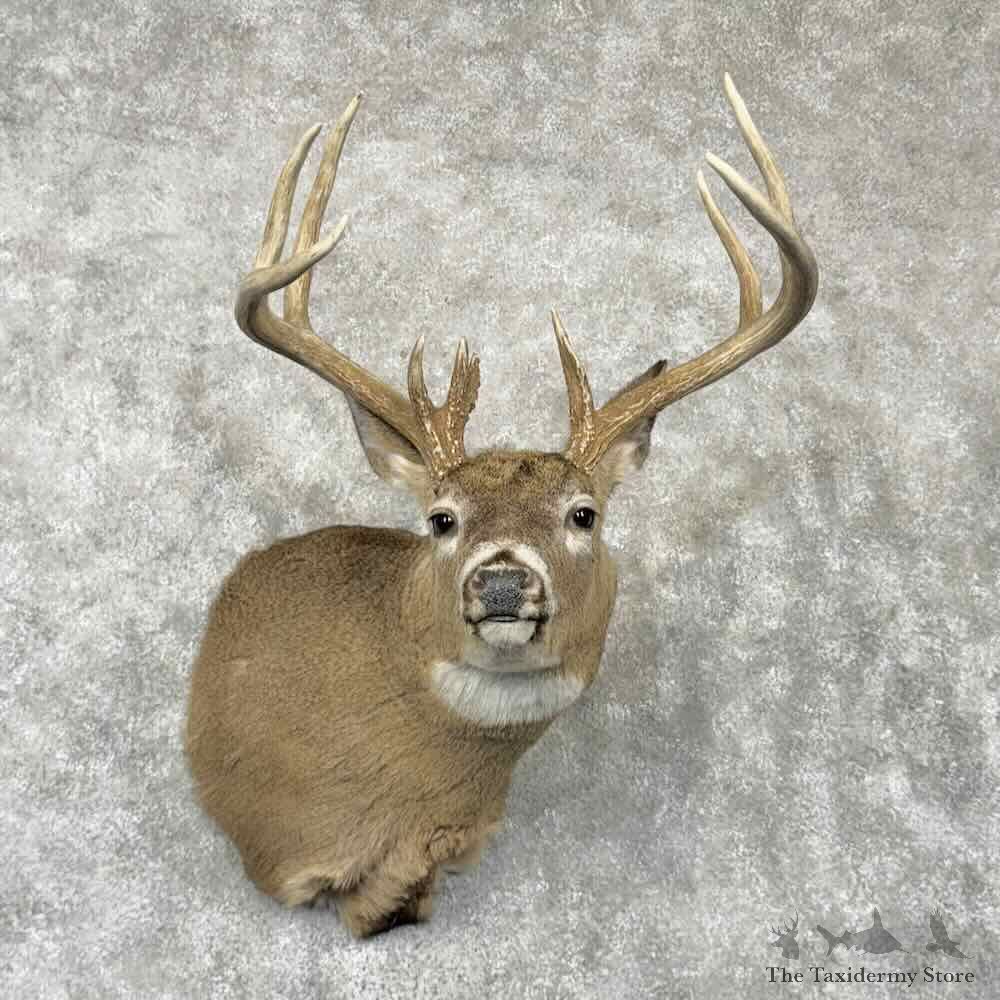 Whitetail Deer Shoulder Mount For Sale #30355 @ The Taxidermy Store
