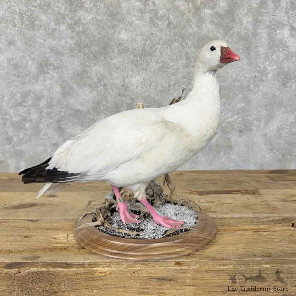 Ross Goose Bird Mount For Sale #31812 @ The Taxidermy Store